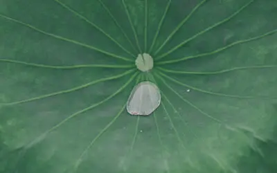 Fertility Preservation: Sperm Freezing