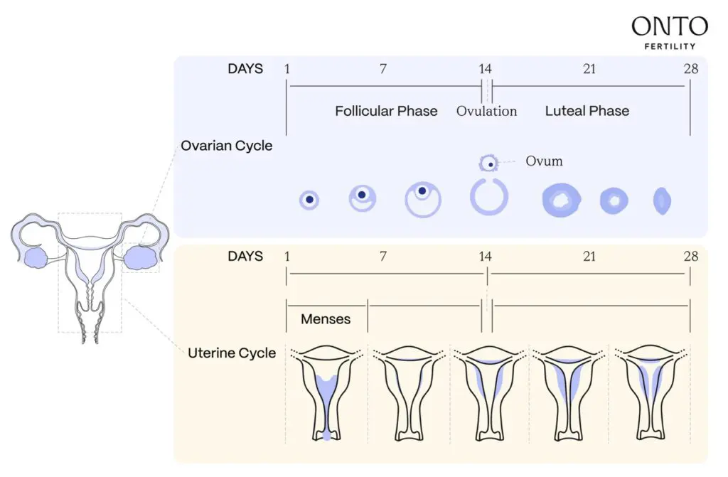 Cycle Phases