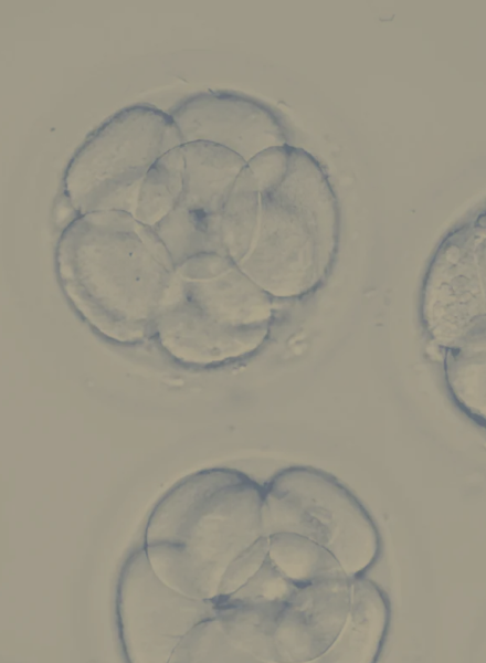 Embryo_Grading 2