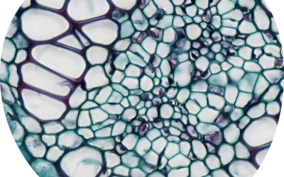 Gonorrhea and Fertility: What You Need to Know
